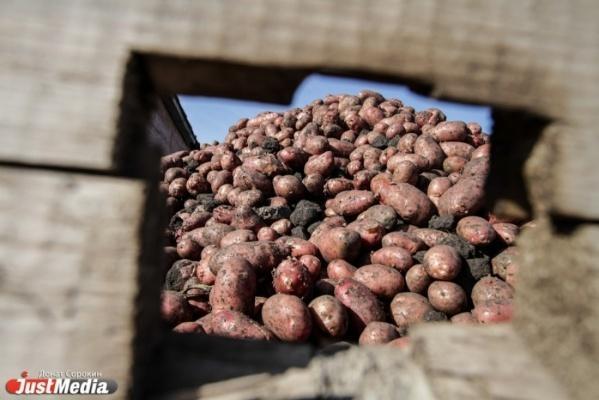 На Среднем Урале начались проблемы с картофелем - Фото 1