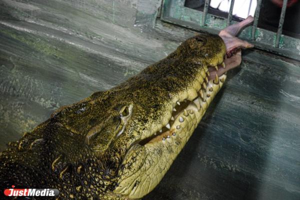 В Индонезии крокодил выловил в реке тело ребенка и принес его родителям - Фото 1