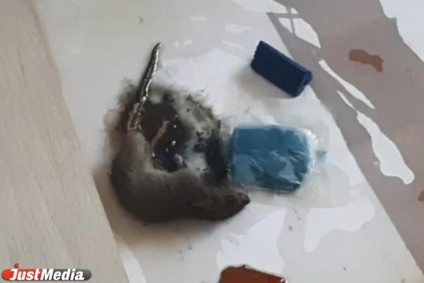 В Екатеринбурге жителей квартир одного из домов в микрорайоне Компрессорный атаковали мыши. ВИДЕО 18+ - Фото 1