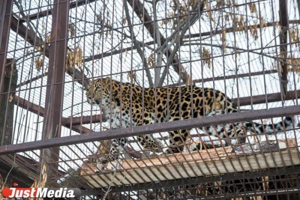 В Индии леопард пробрался в здание суда и напал на пятерых человек - Фото 1