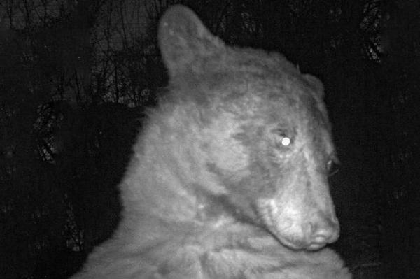 В США медведь своровал фотоловушку и сделал 400 селфи в лесу - Фото 1
