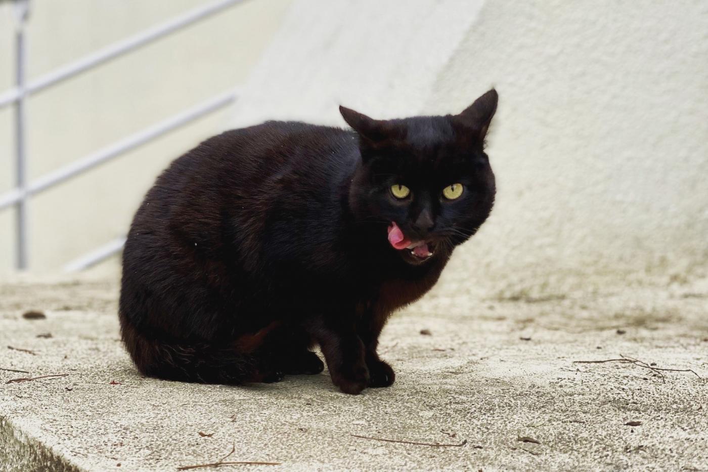 Жительница Екатеринбурга проводит благотворительную фотовыставку в помощь приютам для животных - Фото 1