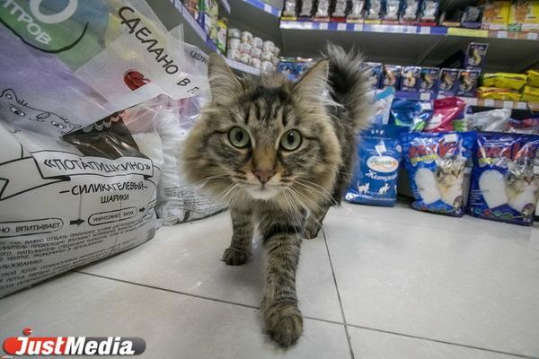 Как выбрать и обустроить туалет для кошки - Фото 1