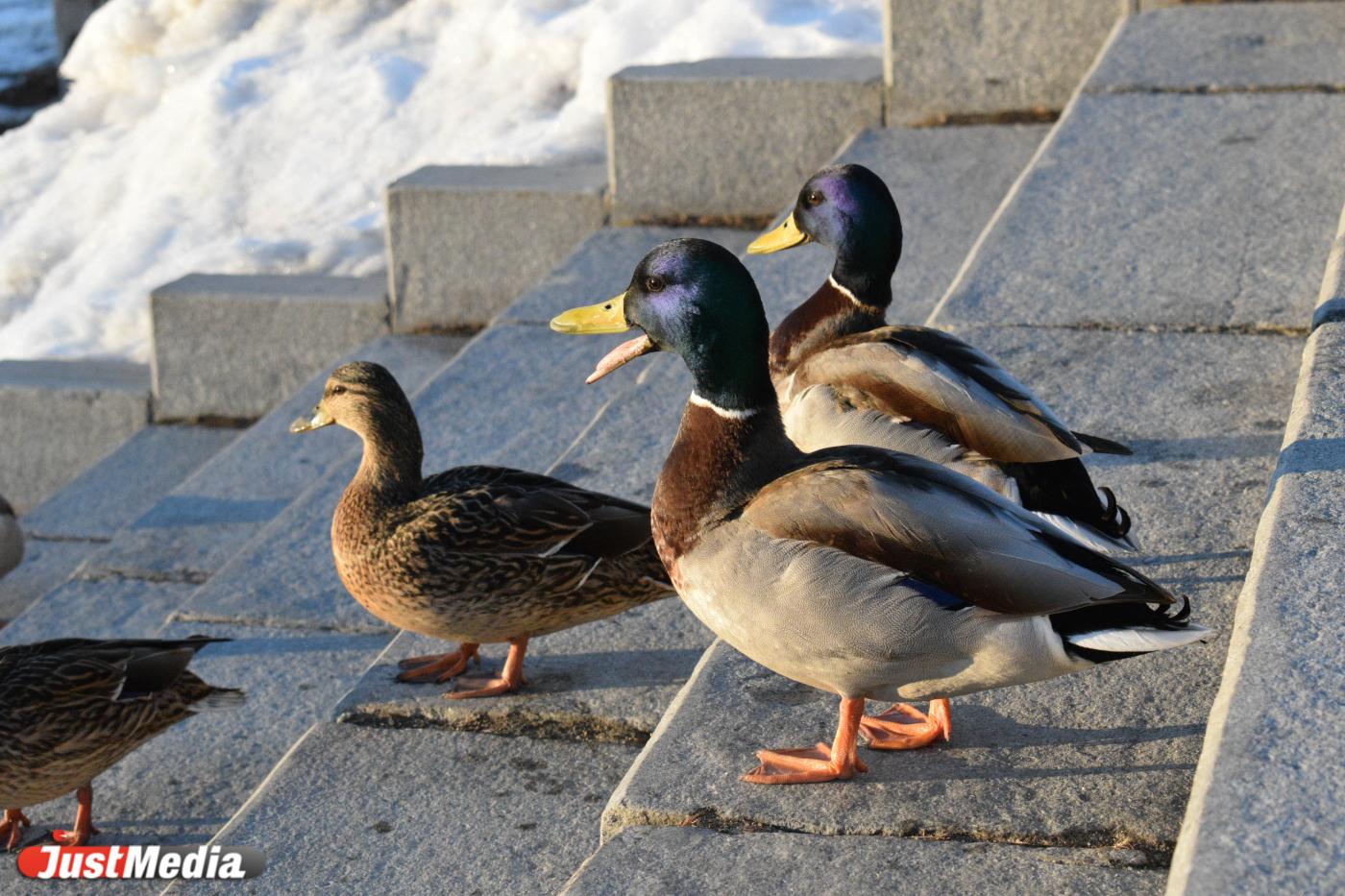 И еще раз порадуемся снегу. В Екатеринбурге +4 градуса - Фото 1