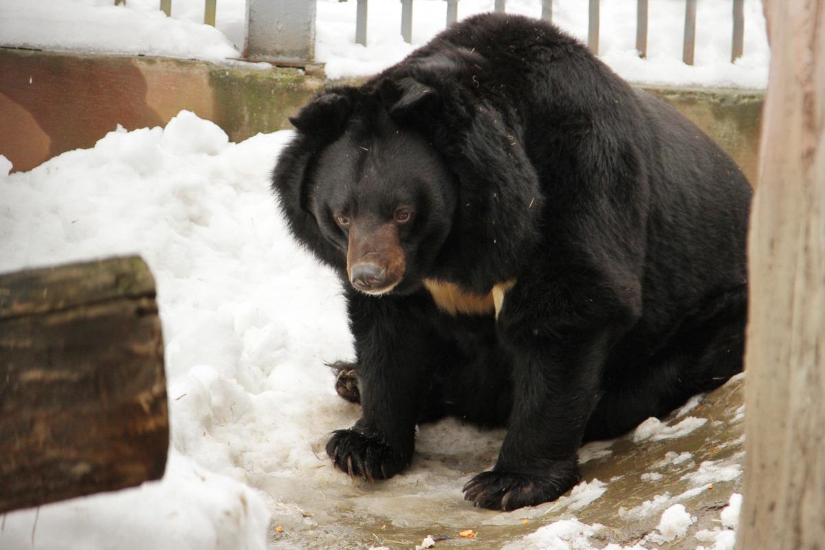В Екатеринбургском зоопарке медведи вышли из спячки - Фото 1