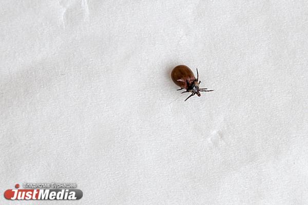 В Свердловской области зарегистрированы первые в этом году случаи укусов клещей - Фото 1