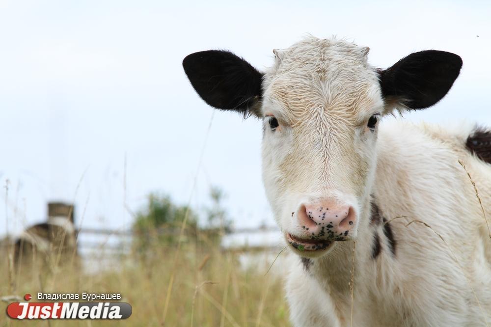 В Брянской области в результате обстрела ВСУ погибли 20 коров - Фото 1