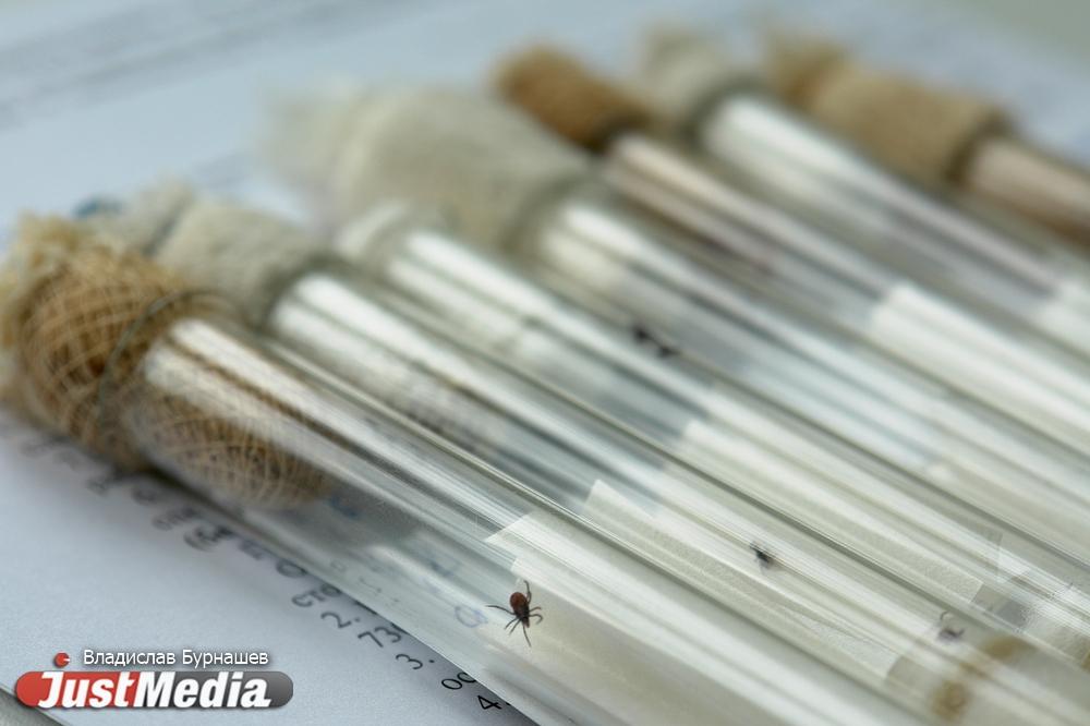 Под Екатеринбургом с собаки сняли более полусотни клещей - Фото 1