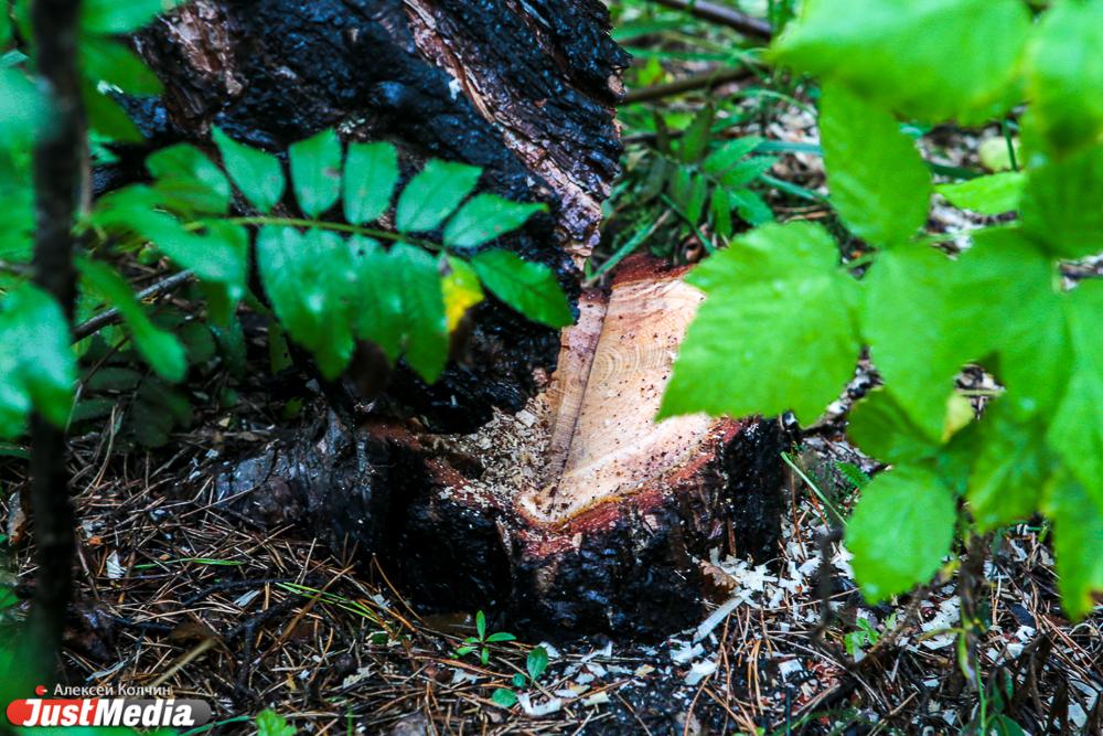 Ученый рассказал, почему нужно вырубать деревья в Екатеринбурге - Фото 1