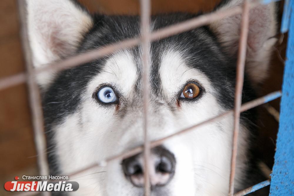 Свердловские зоозащитники претендуют на гранты правительства - Фото 1