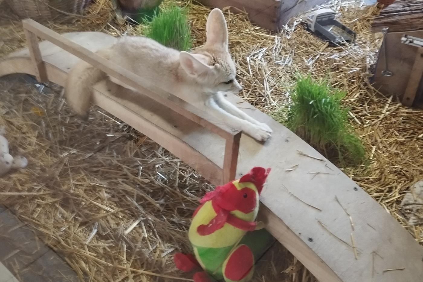 В Екатеринбургском зоопарке появился новый обитатель – лис фенек - Фото 1