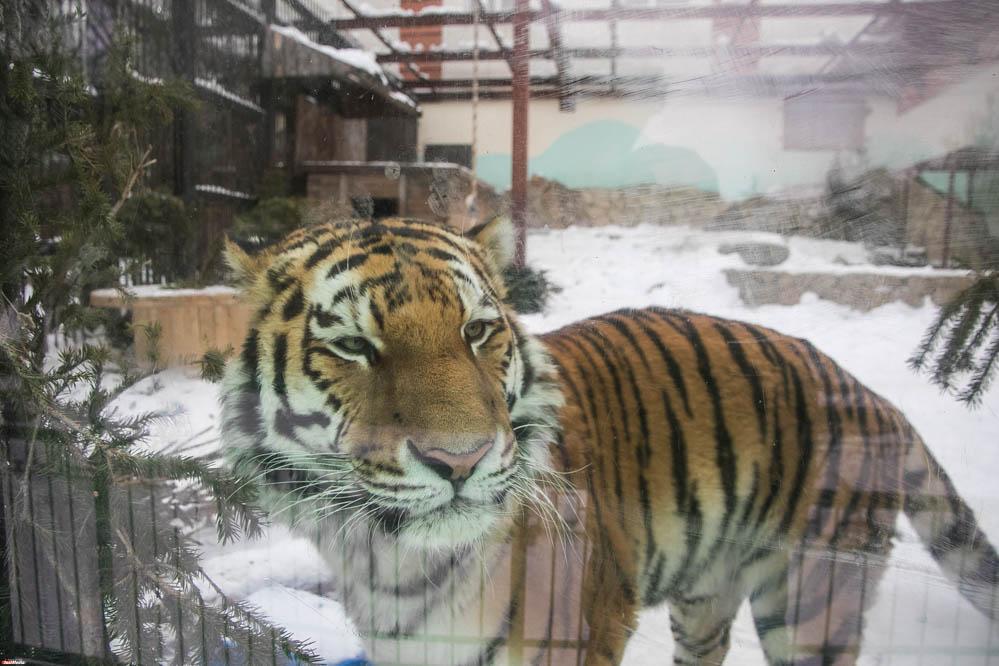 Под Биробиджаном горит заповедник амурских тигров - Фото 1