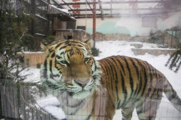 Под Биробиджаном горит заповедник амурских тигров