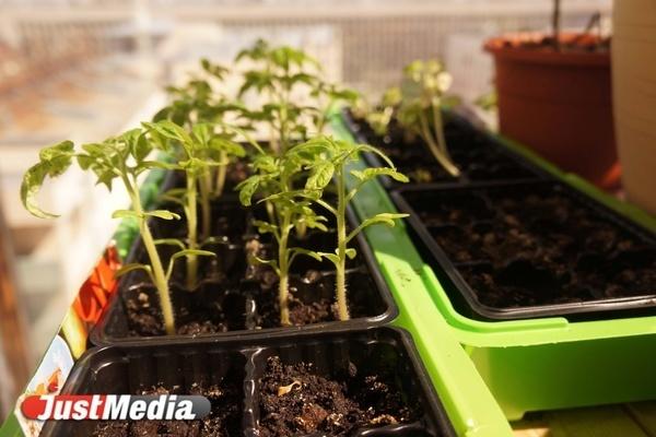 В Екатеринбурге на площади 1905 года 13 и 14 мая пройдет ярмарка выходного дня - Фото 1