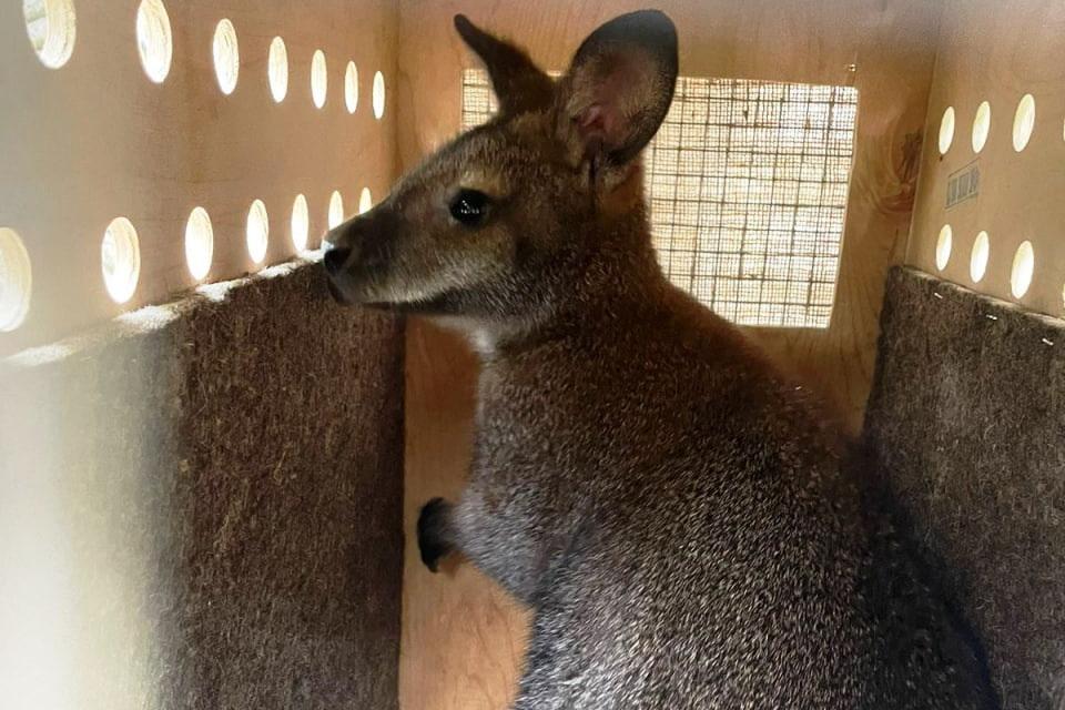 Ветеринары Россельхознадзора встретили в Кольцово коробку с кенгуру - Фото 1