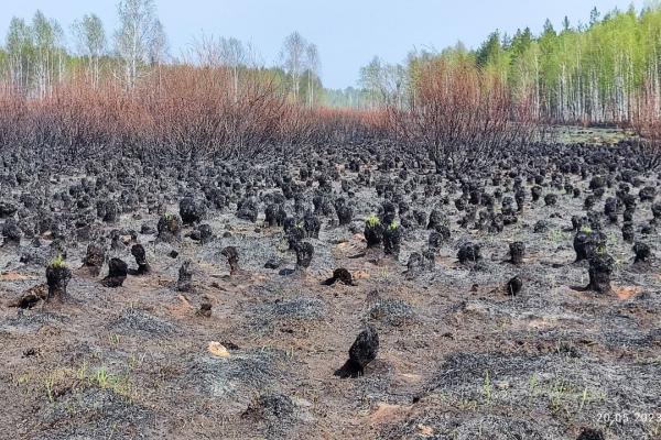 В Свердловской области вновь выросла площадь лесных пожаров
