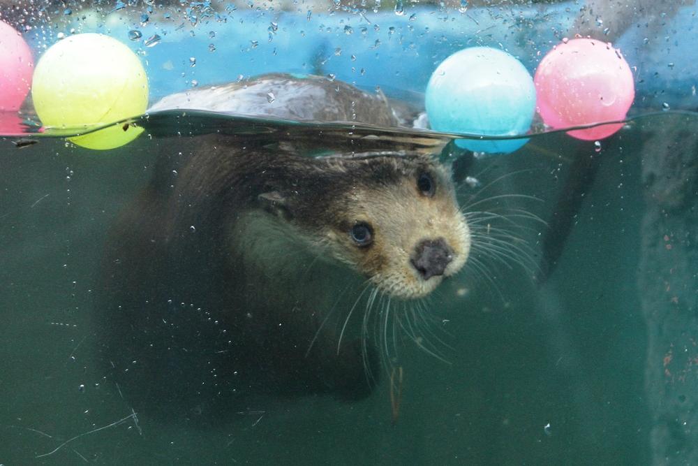 В Екатеринбургском зоопарке у речных выдр появился новый вольер - Фото 1