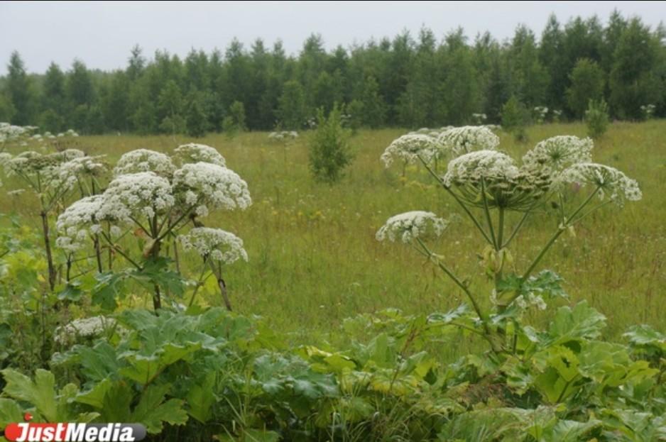 Россиян могут начать штрафовать на 50 тысяч рублей за борщевик на участках - Фото 1