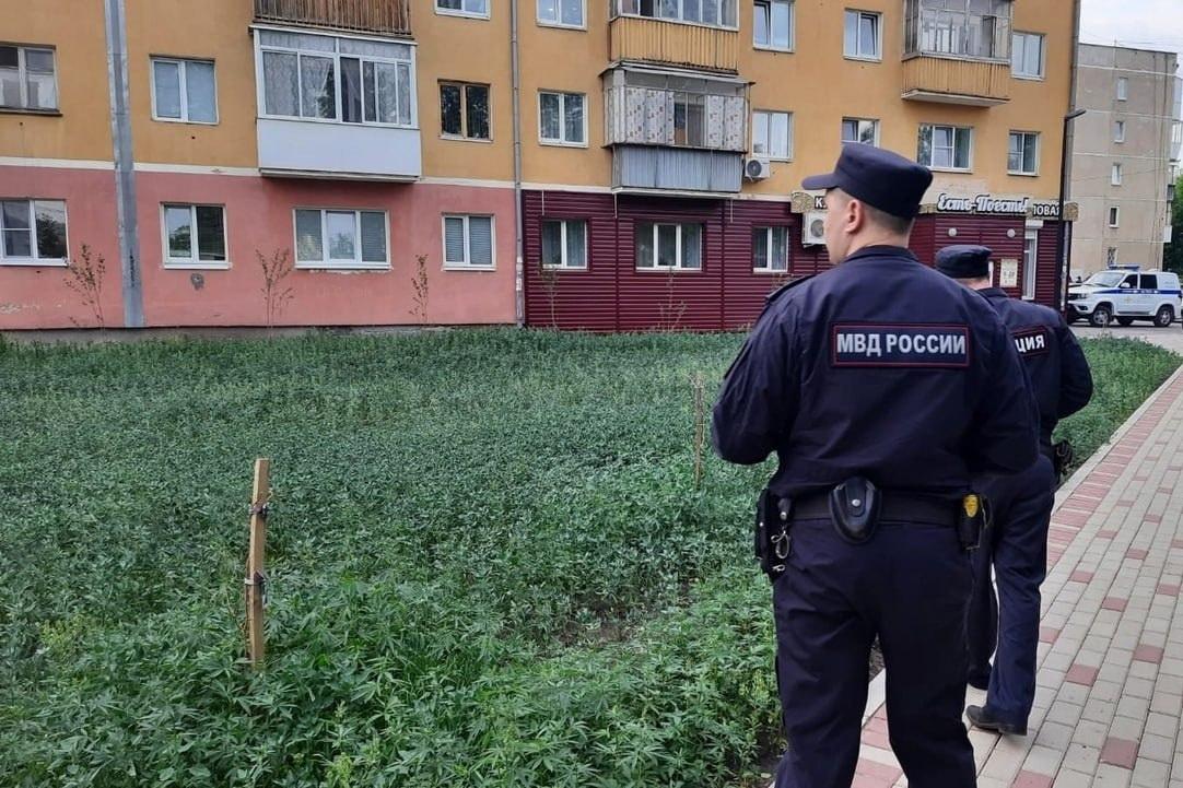 В Каменске-Уральском колосится конопля около памятника героям-железнодорожникам - Фото 1