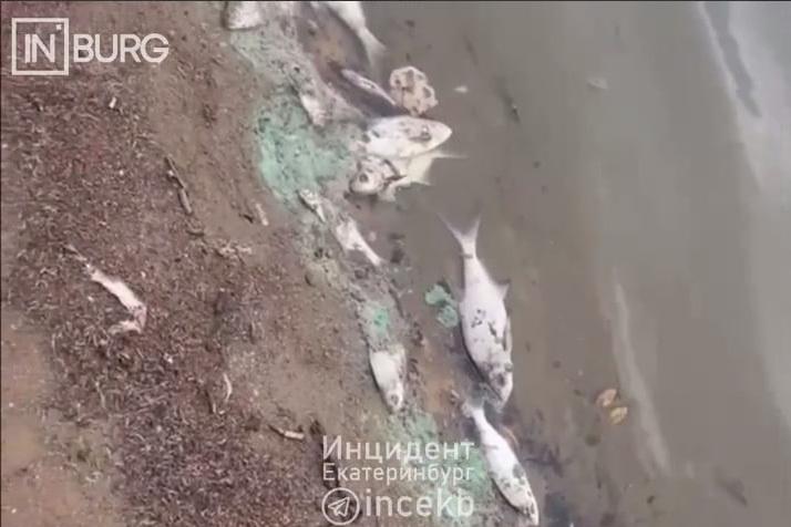 Екатеринбуржцы сообщили о массовом гибели рыбы в Исети - Фото 1