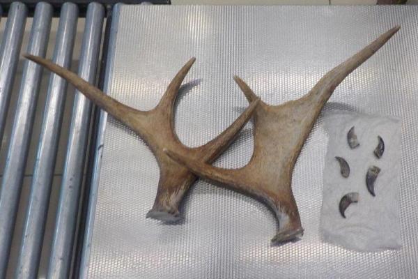 Екатеринбурженка пыталась улететь в Дубаи с рогами лося и когтями медведя в чемодане - Фото 1