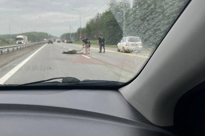 На Среднем Урале несколько лосей погибли в ДТП - Фото 1