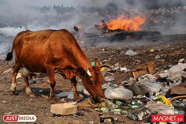 «Трупы коров валяются на улице, а другие животные и крысы их едят». Жители частного сектора в Ревде добиваются закрытия местной фермы - Фото 1