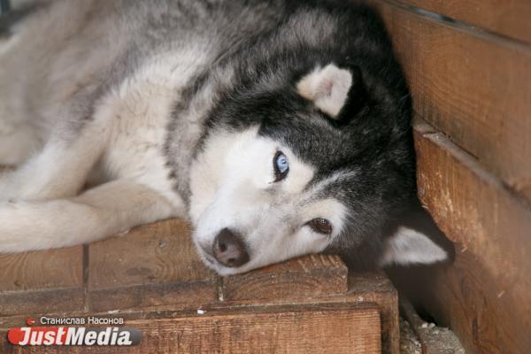В Первоуральске мужчина выкинул с 7 этажа собаку и подрался с защитившими ее соседями - Фото 1