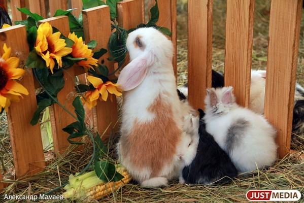 К чему снятся кролики: толкование по соннику