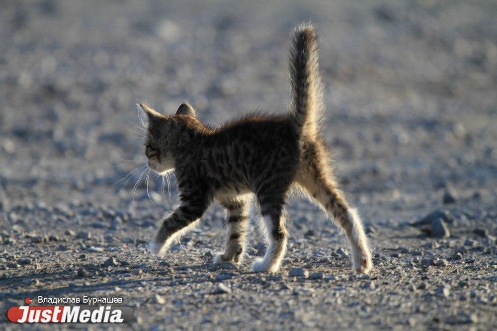 Живодеры на ВИЗе смыли новорожденных котят в унитаз - Фото 1