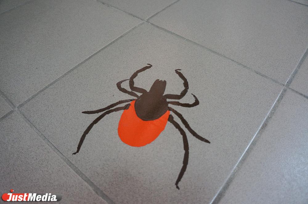 Свердловский Роспотребнадзор: активность клещей в этом году снизилась из-за плохой погоды - Фото 1