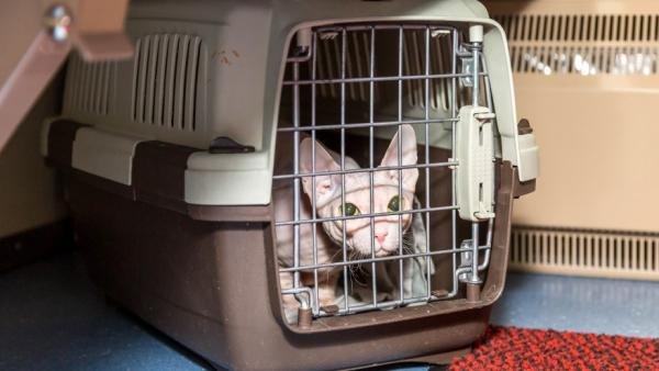 Популярность услуги перевозки животных без сопровождения в уральских поездах выросла на 12% с начала года  - Фото 1