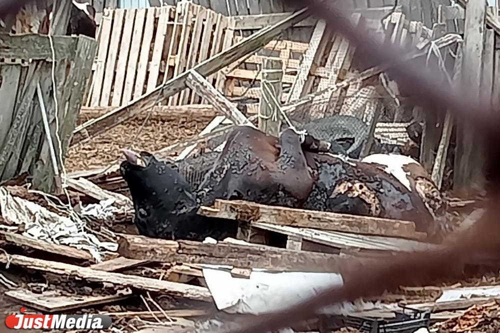 Житель Лесного хранит во дворе труп коровы, которую убило молнией - Фото 1