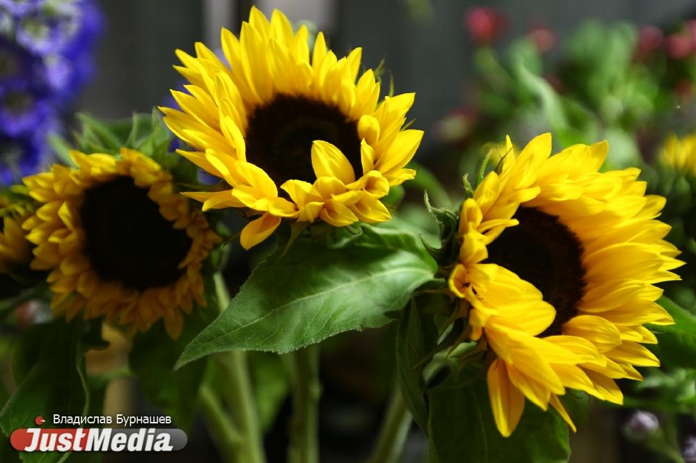 Ученые разработали новый вид биоугля из шелухи подсолнечника - Фото 1