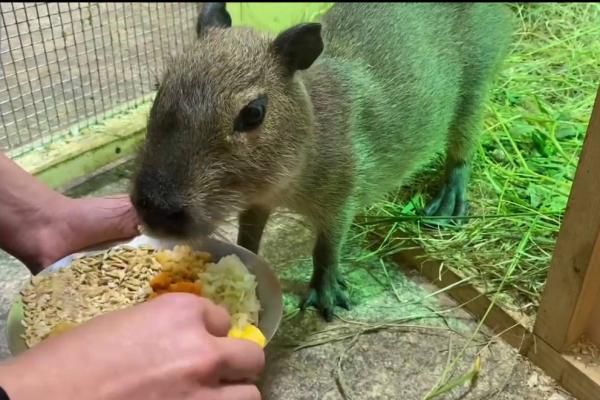 В Ленинградском зоопарке посетителям показали детеныша капибара, от которого отказалась мама - Фото 1