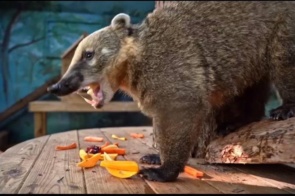 В Московском зоопарке новый питомец – носуха Снифф - Фото 1