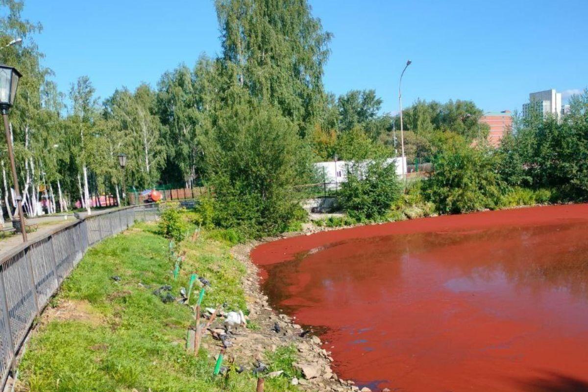 Пару лебедей из парка Маяковского переселили из-за испортившегося водоема - Фото 1