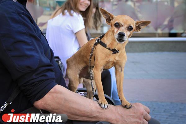 Зоозащитники Екатеринбурга поддерживают инициативу о налоге для «черных заводчиков» - Фото 1