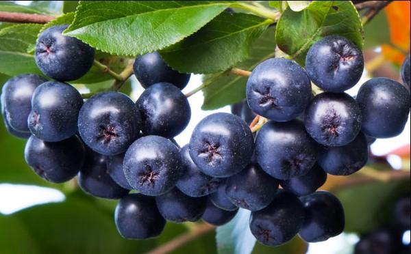 В чем польза и вред черноплодной рябины? - Фото 1