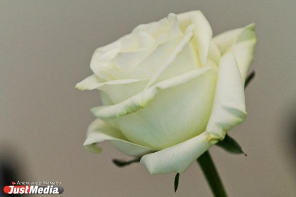 Как сделать предложение любимой девушке? - Фото 1