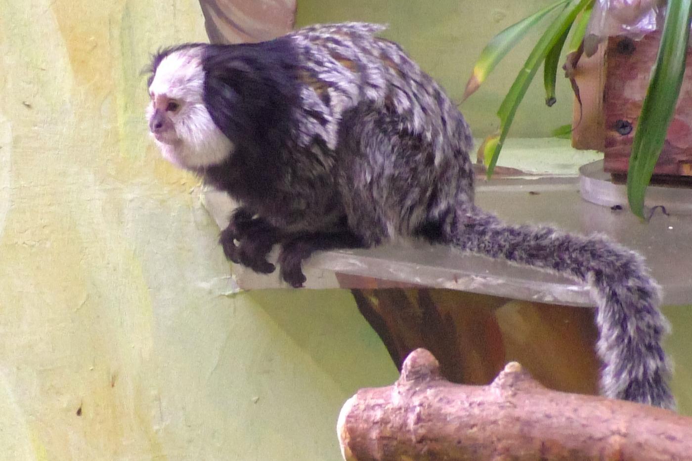 В Екатеринбургском зоопарке «поженили» Рона и Гермиону - Фото 1