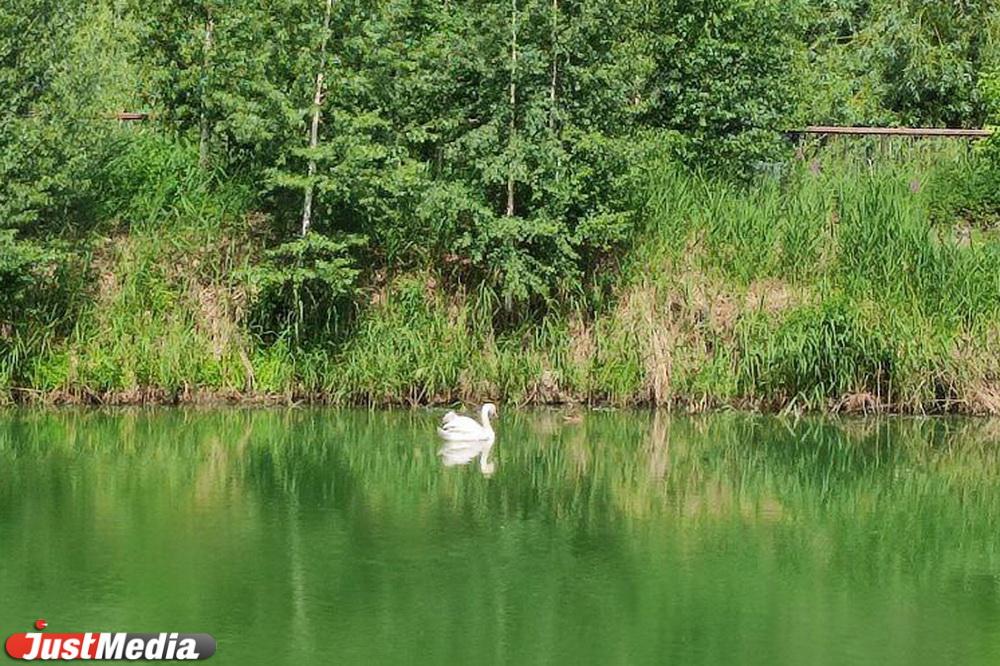Невьянский суд оштрафовал браконьера, который застрелил лебедя - Фото 1