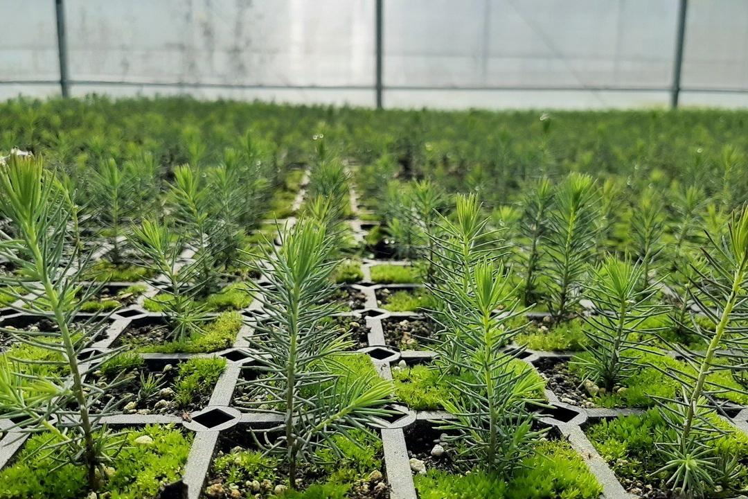 В Свердловской области высадят 24 млн деревьев для восстановления лесов - Фото 1