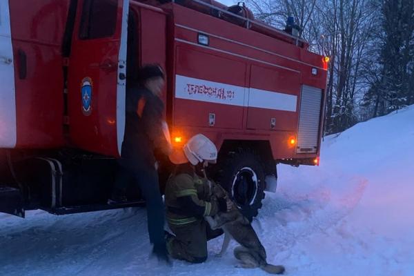 В Кушве пожарные спасли собаку, которая провалилась в заброшенный карьер - Фото 1