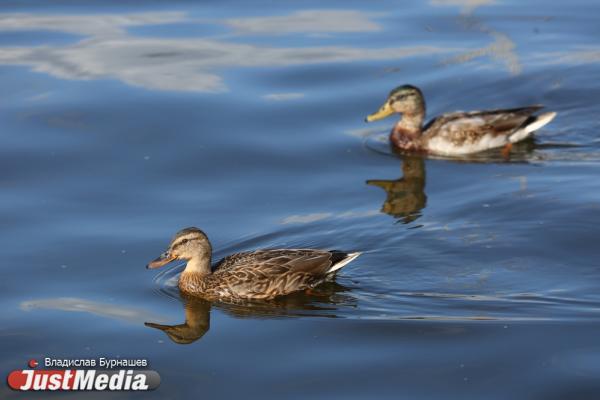 В Свердловской области начался прием заявок от охотников за пернатой дичью - Фото 1