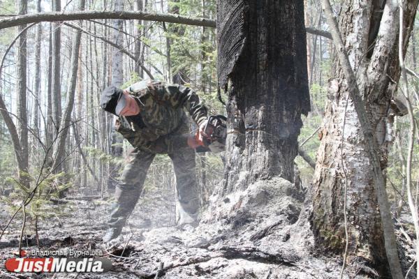 В Свердловской области за сутки потушили восемь лесных пожаров - Фото 1