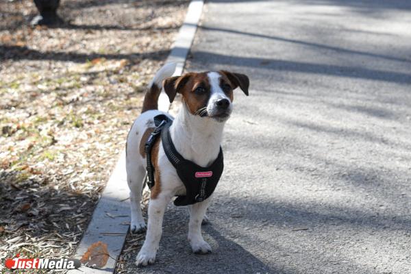 Нора, джек-рассел-терьер. В Екатеринбурге +14 градусов - Фото 1