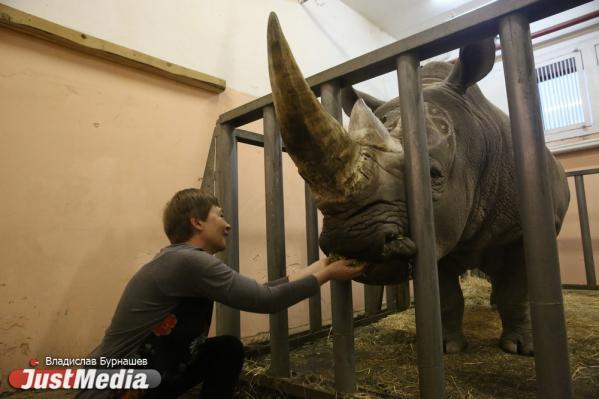 Турист из Мурманска пропал в Непале после нападения носорога - Фото 1