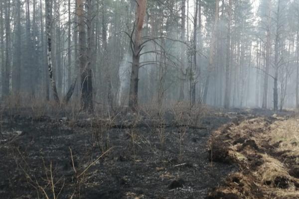 В природном парке «Оленьи ручьи» по вине туристов сгорели 20 гектаров леса - Фото 1