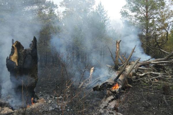 В национальном парке Зигальга туристы устроили лесной пожар - Фото 1